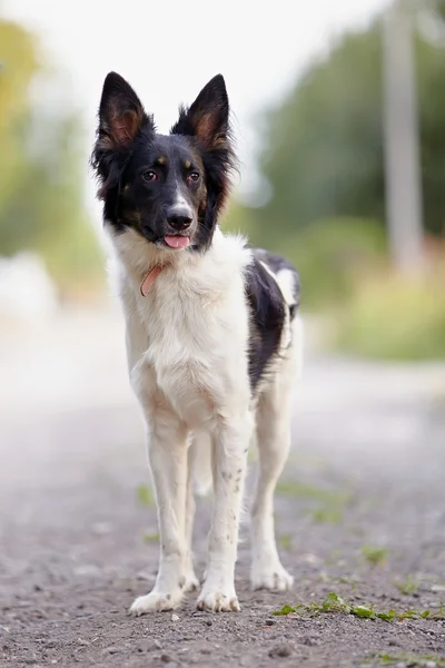 Zwart-wit hond. — Stockfoto