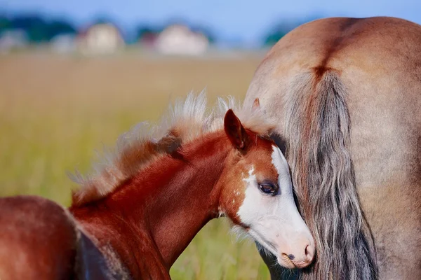 Poulain sur une prairie . — Photo