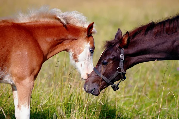 Iki foals portresi. — Stok fotoğraf