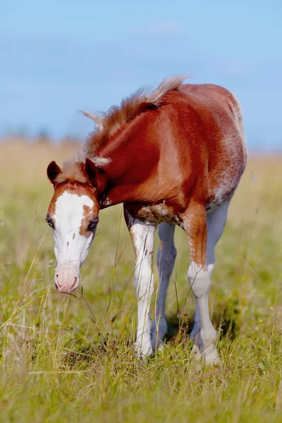 Red with white a foal on a meadow. — Stock Photo, Image