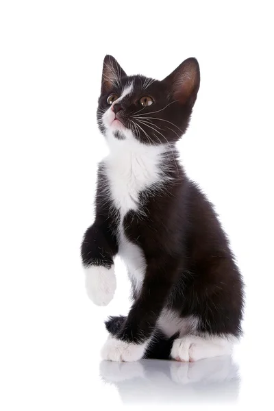 Zwart-wit kitten zit op een witte achtergrond. — Stockfoto