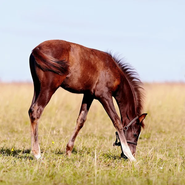 Foal on a pasture. — Stock Photo, Image