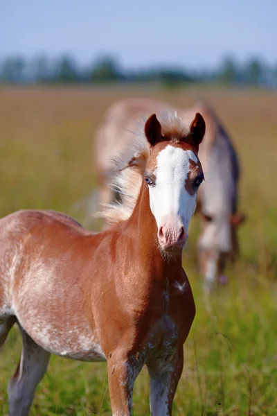 Portrait of a foal on a pasture. — Stock Photo, Image