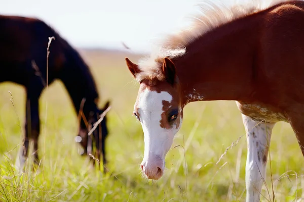 Portrait of a foal with a white muzzle on a meadow. — Stock Photo, Image