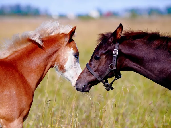 牧草地における 2 つの子馬の肖像画. — ストック写真