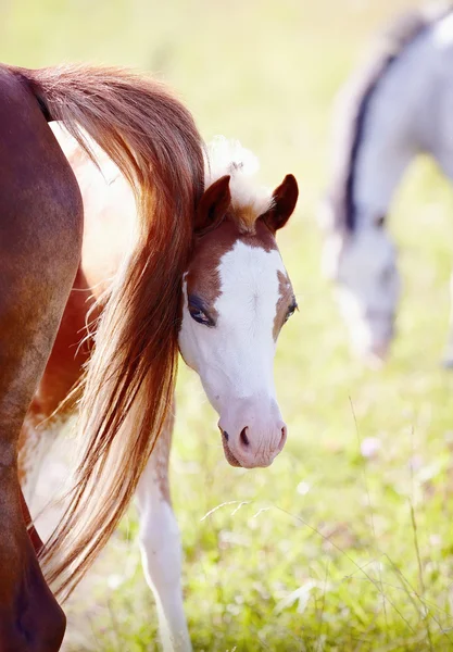 Foal on a pasture with other horses. — Stock Photo, Image