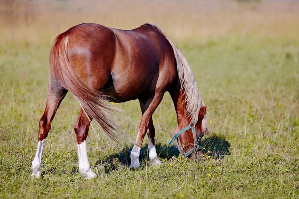 Mare on a meadow. — Stock Photo, Image