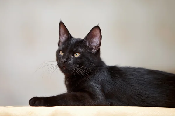 The black kitten lies. — Stock Photo, Image