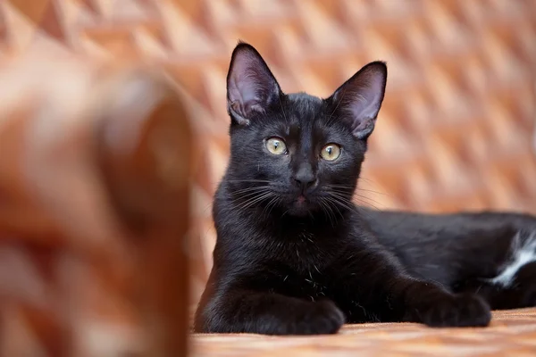 The black cat lies on a sofa. — Stock Photo, Image