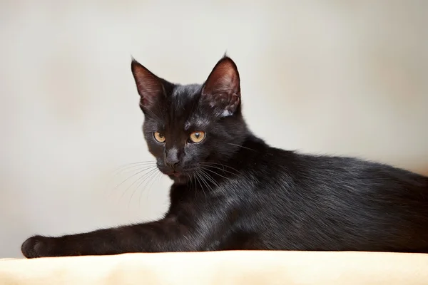 As mentiras do gato preto. — Fotografia de Stock