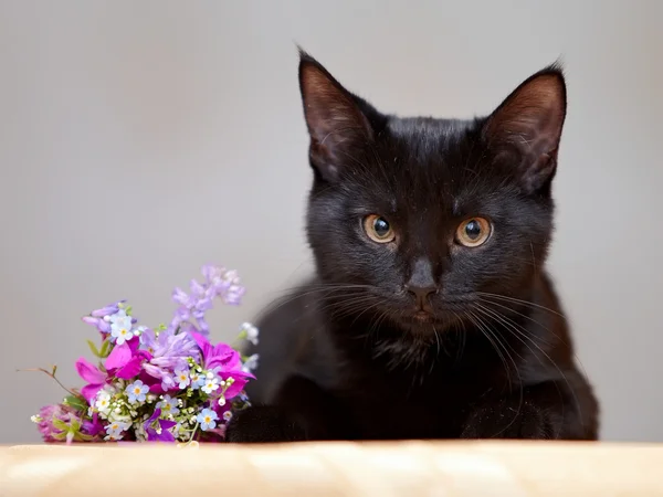 The black cat lies near a small bunch of flowers. — Stock Photo, Image