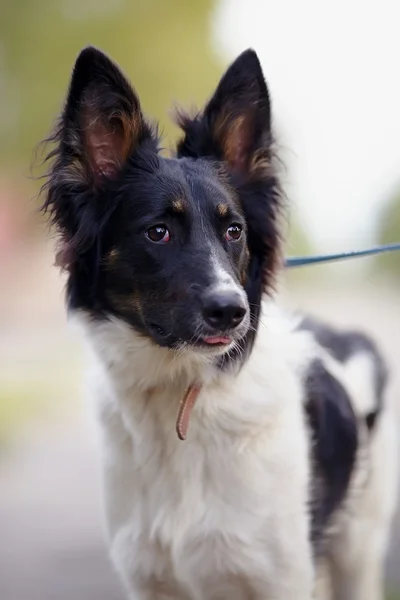 Porträtt av en svartvit hund. — Stockfoto