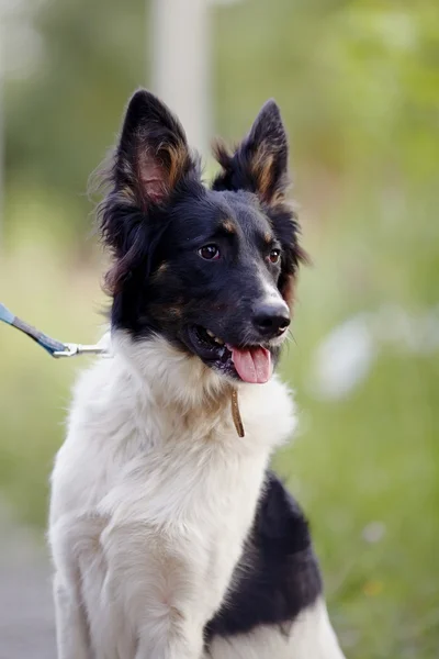 Porträtt av en svartvit inte renrasig hund. — Stockfoto