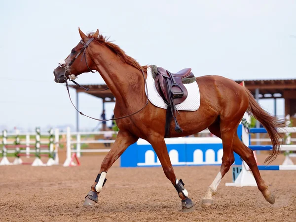 Röd sport häst — Stockfoto