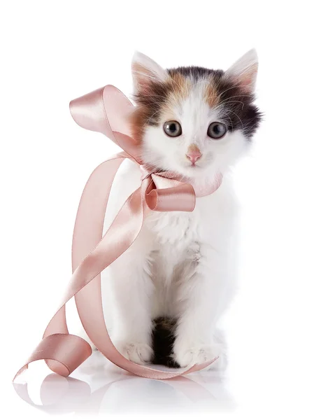 Kitten with a bow. — Stock Photo, Image