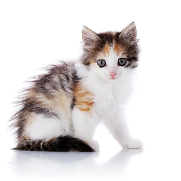 Multi-colored pequeno gato senta-se sobre um fundo branco. — Fotografia de Stock