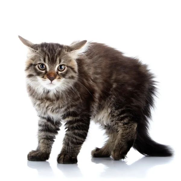 Striped fluffy angry tousled cat — Stock Photo, Image