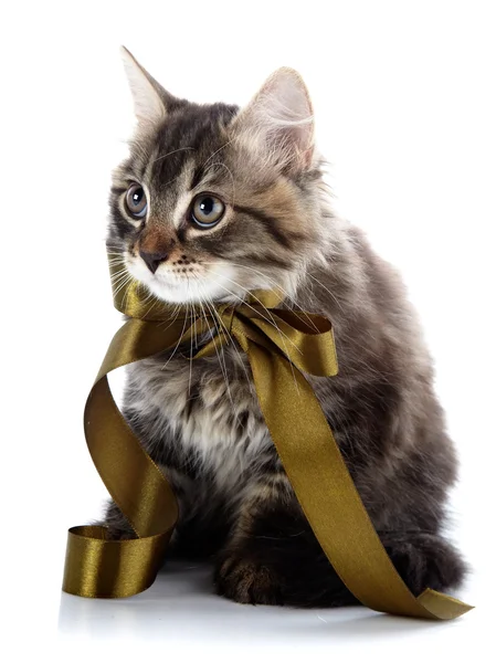 The striped fluffy cat with a bow sits on a white background. — Stock Photo, Image