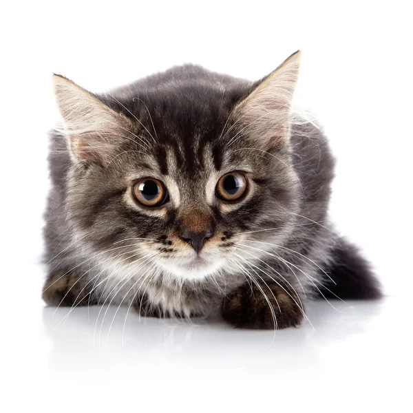 El gato atigrado custodiado esponjoso. — Foto de Stock