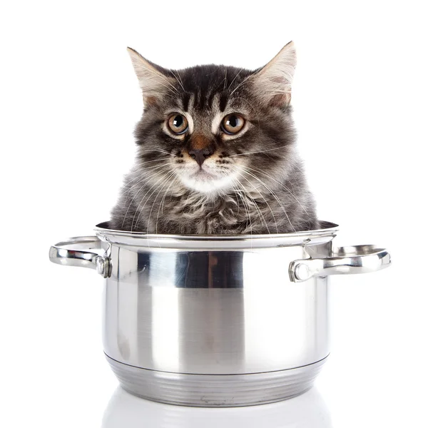Fluffy cat with brown eyes in a pan. — Stock Photo, Image
