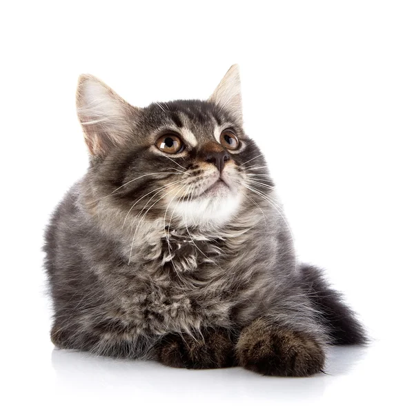 Fluffy cat with brown eyes. — Stock Photo, Image