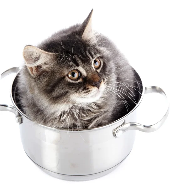 Fluffy cat in a pan. — Stock Photo, Image