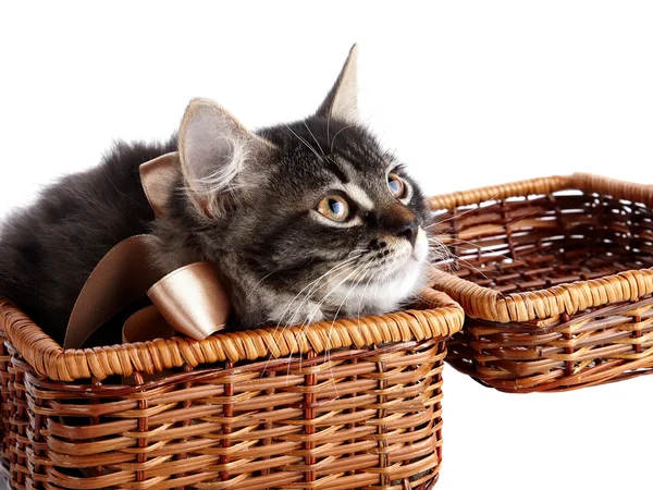 Fluffy cat with a bow in a wattled basket — Stock Photo, Image