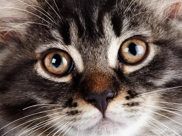 Snuit van een gestreepte kat met gele ogen. — Stockfoto
