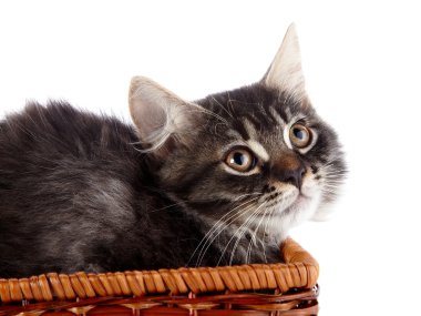 gerdanlı sepet içinde kabarık kedi