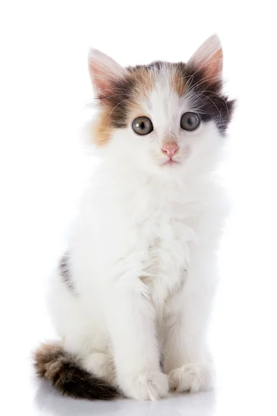 Das kleine weiße Kätzchen mit Farbflecken sitzt auf einem weißen Hintergrund. — Stockfoto