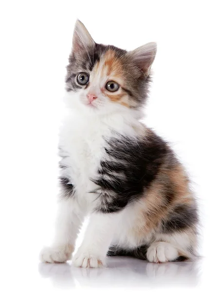 Multi-barevné kotě na bílém pozadí. — Stock fotografie