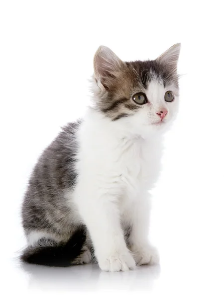 Cinza com branco o gatinho — Fotografia de Stock