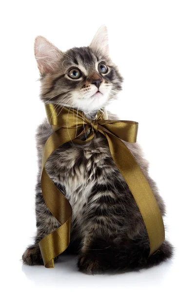 The striped fluffy cat with a bow sits — Stock Photo, Image