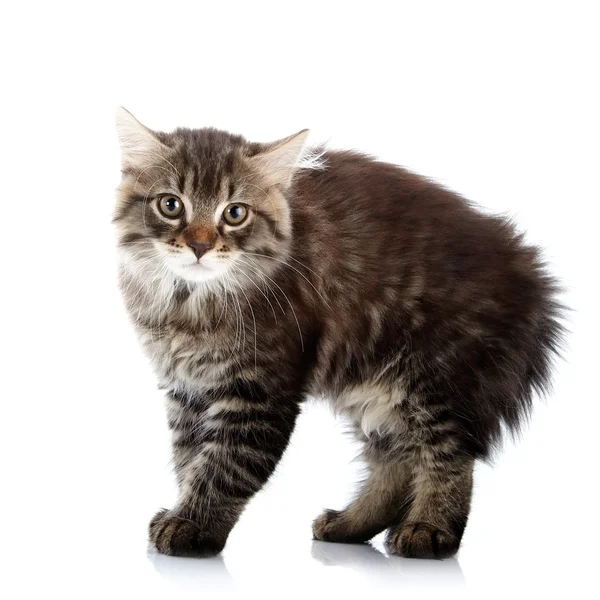 Striped fluffy angry tousled small cat — Stok Foto