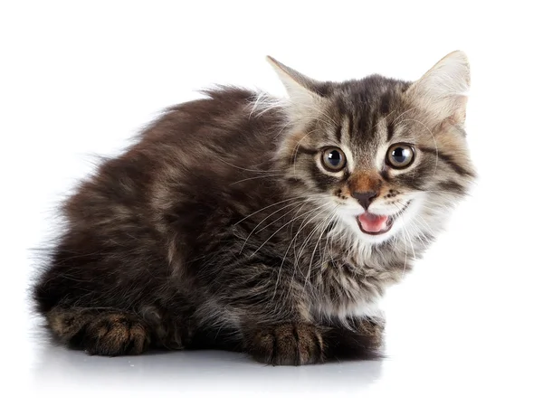 Striped fluffy small cat sits on a white background. — Stock Photo, Image