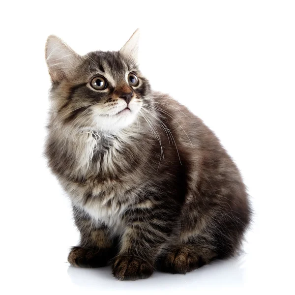 Striped fluffy small cat sits – stockfoto