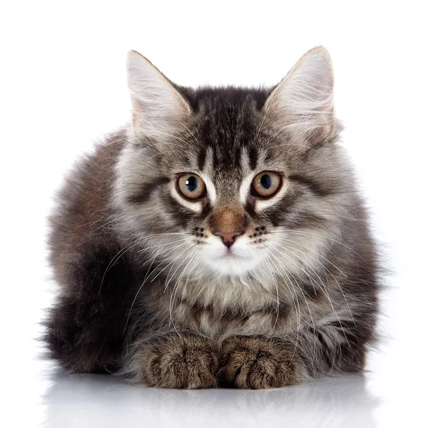 Fluffiga vacker katt — Stockfoto