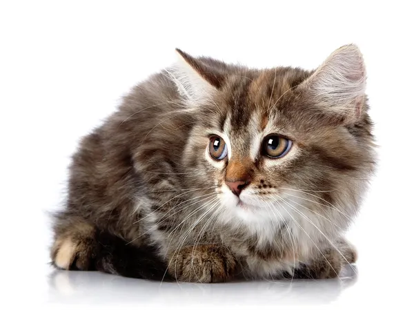 Fluffy scared cat on a white background. — Stock Photo, Image