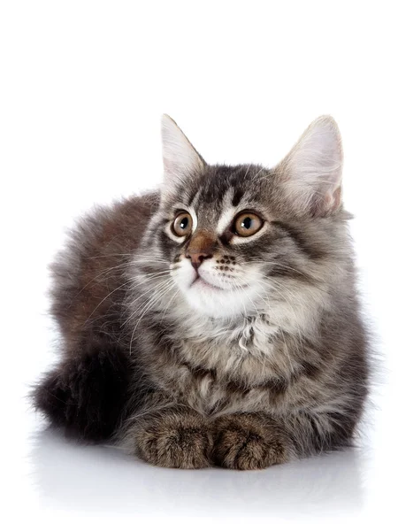 Fluffy vakker katt på hvit bakgrunn . – stockfoto