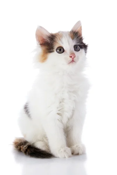 The smal white kitten with color spots sits — Stock Photo, Image