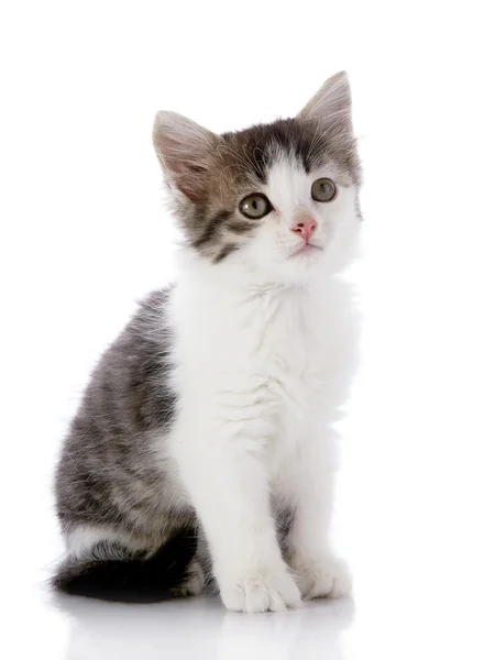 Gray with white the Small cat — Stock Photo, Image