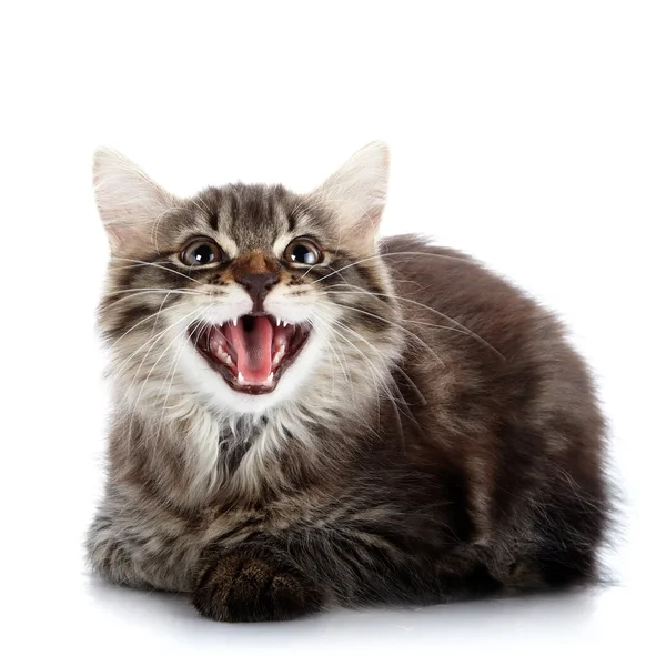 Gattino miagolio birichino a strisce si trova su uno sfondo bianco — Foto Stock