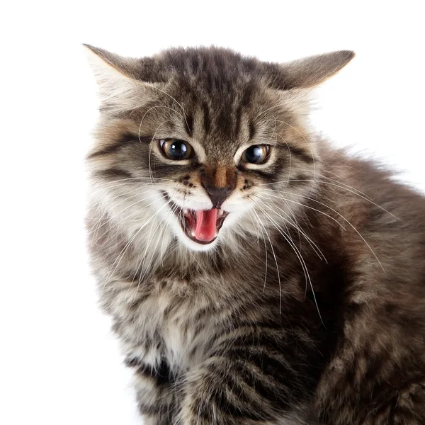 Portrait of an angry hissing cat. — Stock Photo, Image