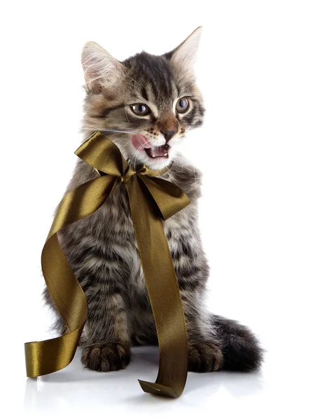 Striped fluffy licking lips cat with a bow — Stock Photo, Image