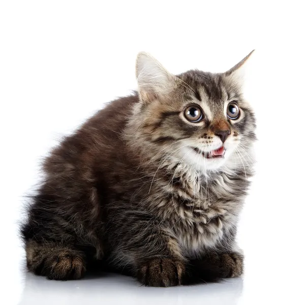 Striped fluffy surprised kitten sits on a white background. — Stock Photo, Image