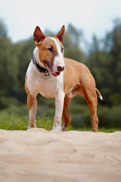 Touro terrier — Fotografia de Stock