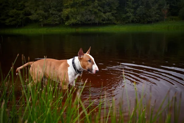 Inglês red bull terrier no lago — Fotografia de Stock