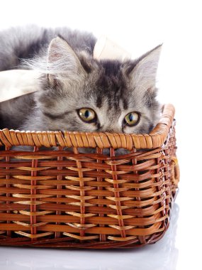 gerdanlı sepet içinde kedi.