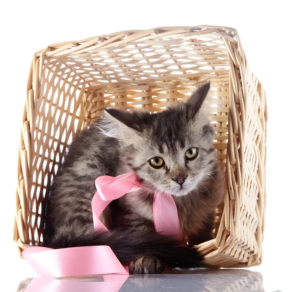The cat with a pink bow hides in a wattled basket. — Stock Photo, Image