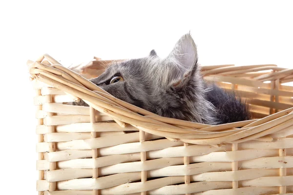 The cat looks out of a beige wattled basket. — Stock Photo, Image